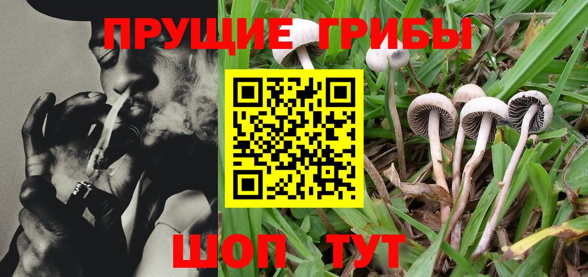 Галлюциногенные грибы Psilocybe Ярославль